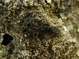 Pseudephebe pubescens image