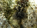 Pseudephebe pubescens image
