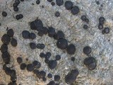 Porpidia macrocarpa f. macrocarpa image