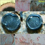 Porpidia macrocarpa f. macrocarpa image