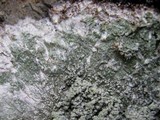 Pertusaria albescens var. albescens image