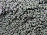 Pertusaria albescens var. albescens image