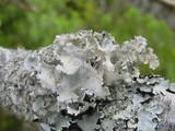 Parmotrema hypoleucinum image