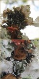 Parmotrema hypoleucinum image