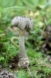 Amanita onusta image
