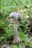 Amanita onusta image