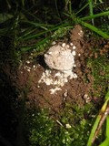 Amanita onusta image