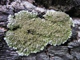 Physconia enteroxantha image