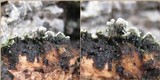Physconia enteroxantha image