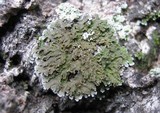 Physconia enteroxantha image