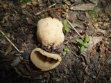 Tarzetta cupularis image