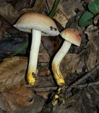 Harrya chromapes image