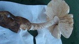 Amanita whetstoneae image