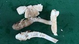 Amanita whetstoneae image