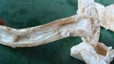 Amanita whetstoneae image