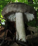 Megacollybia rodmani image
