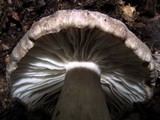 Megacollybia rodmani image