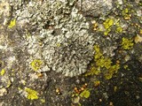 Phaeophyscia hirsuta image