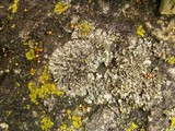 Phaeophyscia hirsuta image