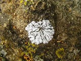 Physconia leucoleiptes image