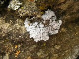 Physconia leucoleiptes image