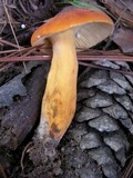 Lactarius volemus image