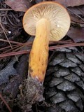 Lactarius volemus image