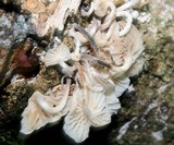 Hemimycena candida image