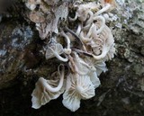 Hemimycena candida image