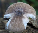 Pluteus longistriatus image