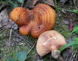 Lactarius peckii image