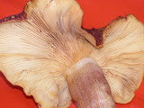 Tricholomopsis rutilans image