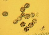 Lactarius peckii image