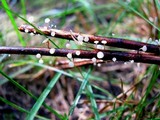 Hymenoscyphus albidus image