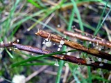 Hymenoscyphus albidus image