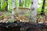 Polyporus craterellus image