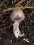 Cortinarius alboviolaceus image