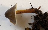 Mycena nivicola image