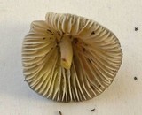 Mycena nivicola image