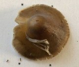 Mycena nivicola image