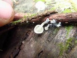 Hemimycena candida image