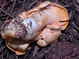 Cantharellus formosus image