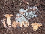 Cantharellus formosus image