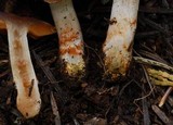 Cortinarius flavobasilis image