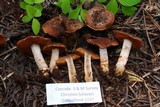 Cortinarius flavobasilis image
