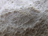 Fuligo septica image