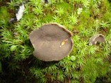 Helvella macropus image