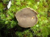 Helvella macropus image