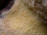 Fuligo septica image