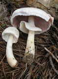 Agaricus silvicola image
